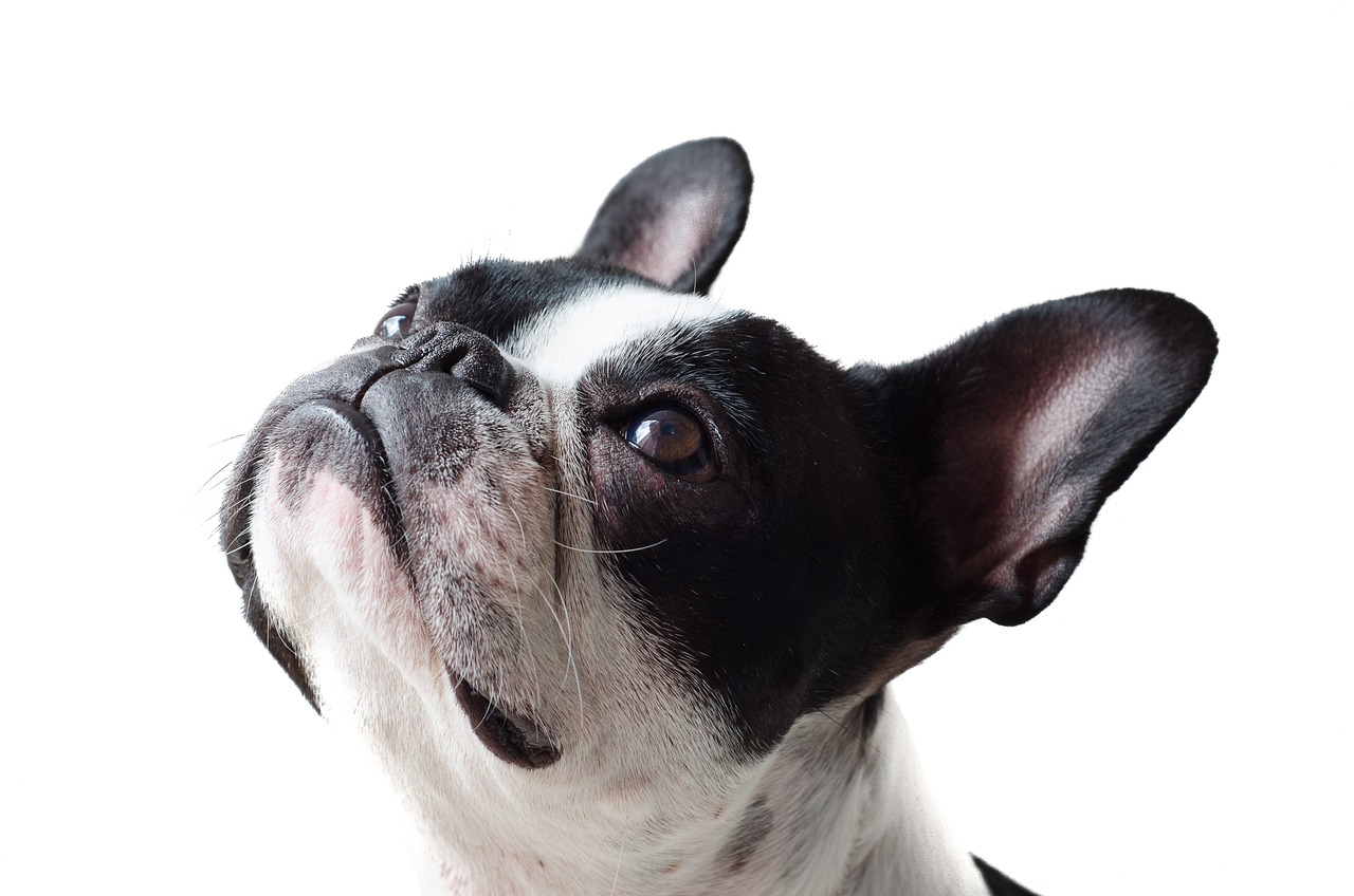 The Best Grooming Practices for Hypoallergenic Breeds